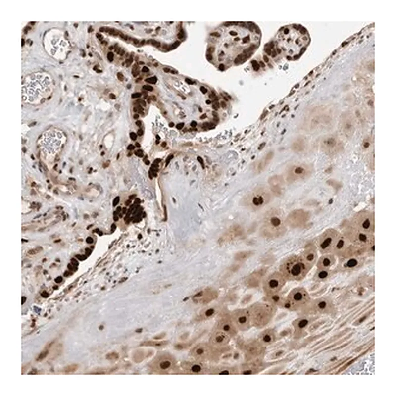 Merck Anti-PEG3 antibody produced in rabbit