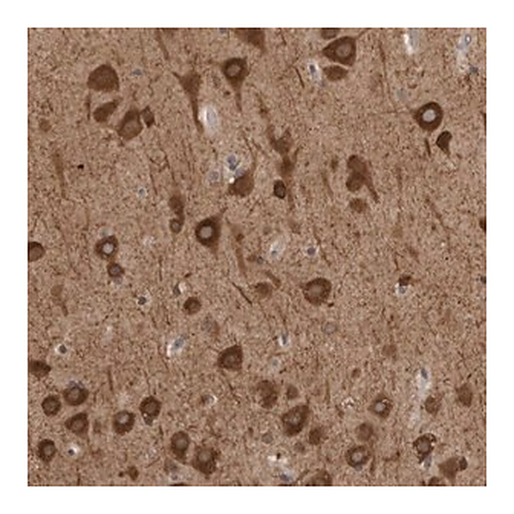 Merck Anti-GPR61 antibody produced in rabbit