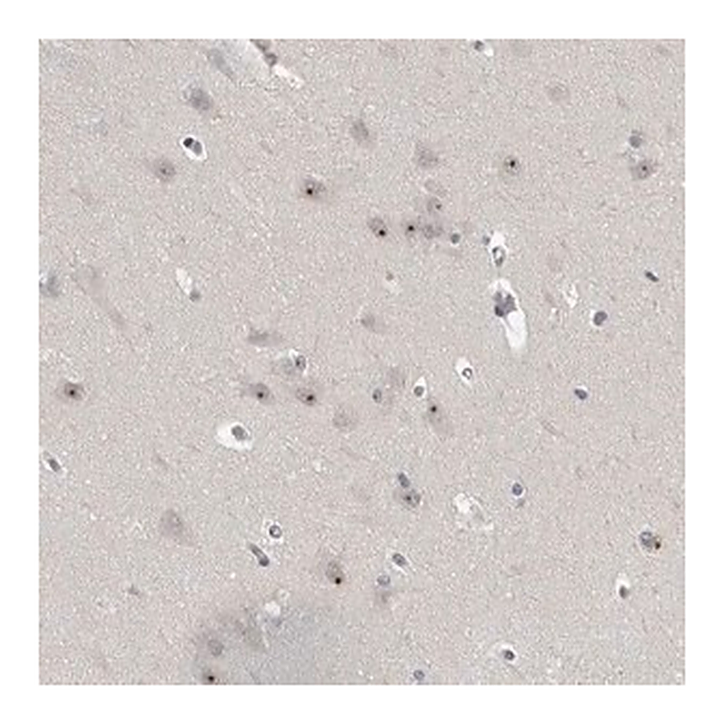 Merck Anti-MRTO4 antibody produced in rabbit