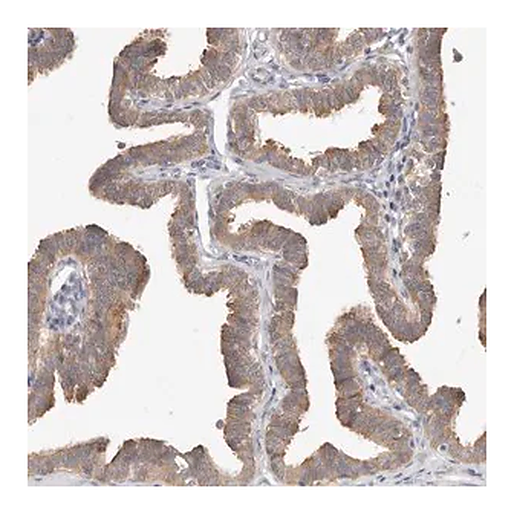 Merck Anti-WDR77 antibody produced in rabbit