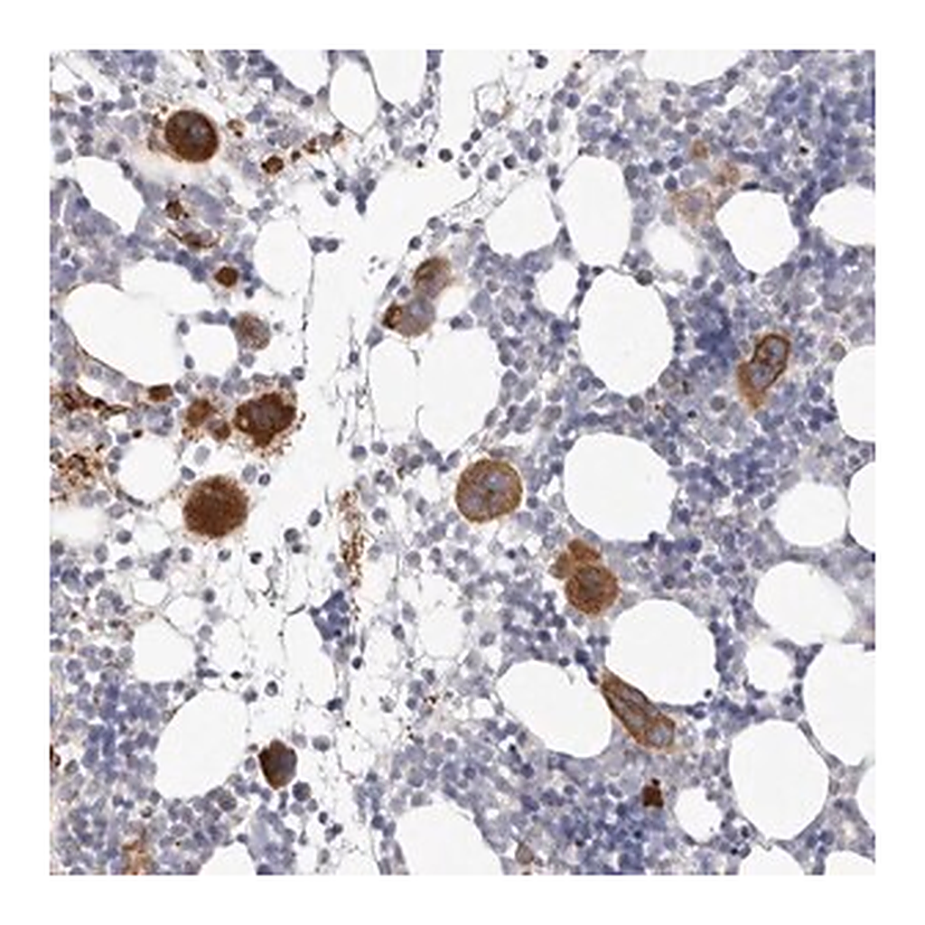 Merck Anti-PKDCC antibody produced in rabbit
