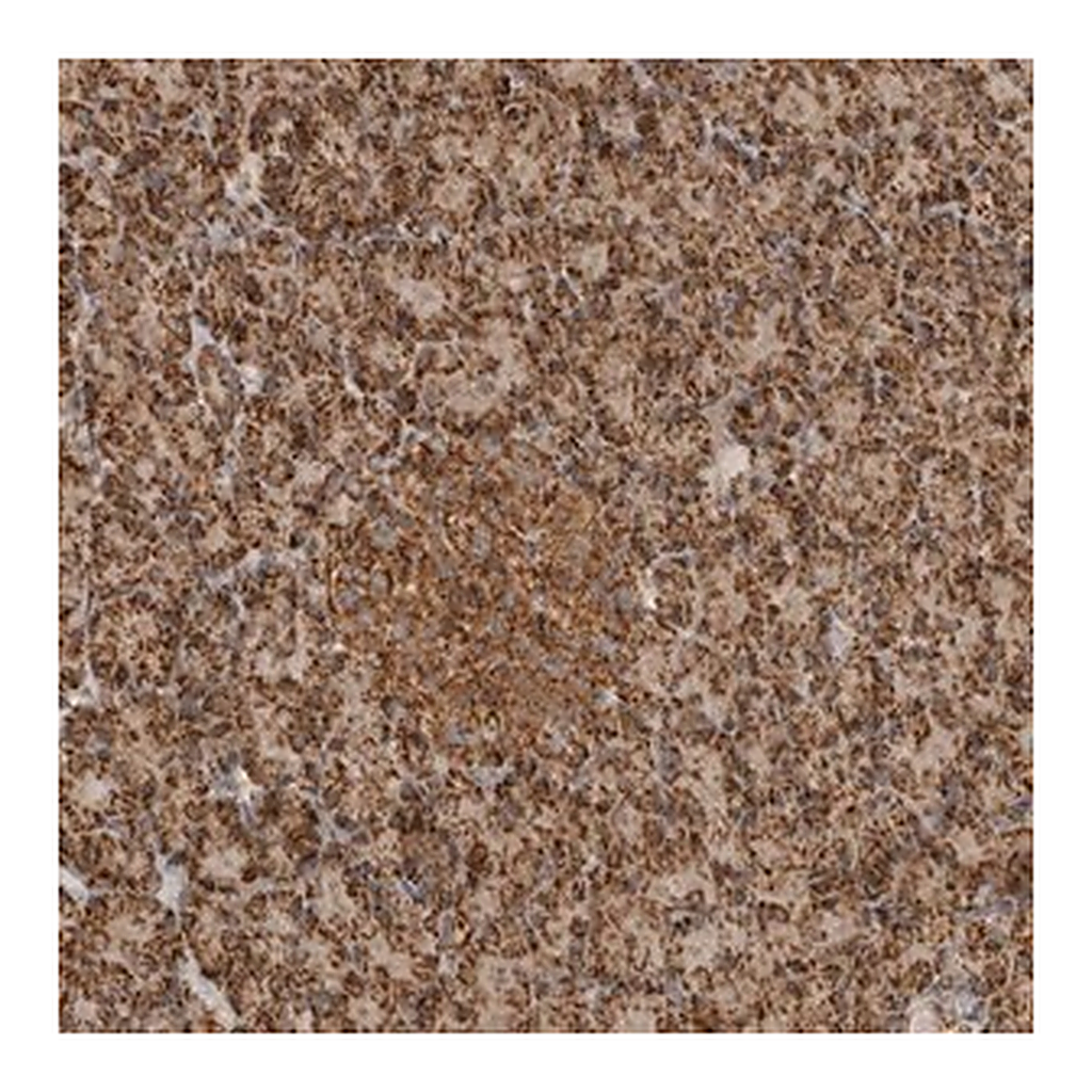 Merck Anti-BMP2K antibody produced in rabbit