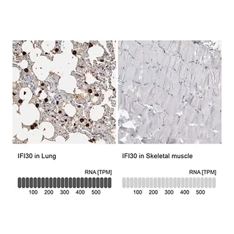 Merck Anti-IFI30 antibody produced in rabbit