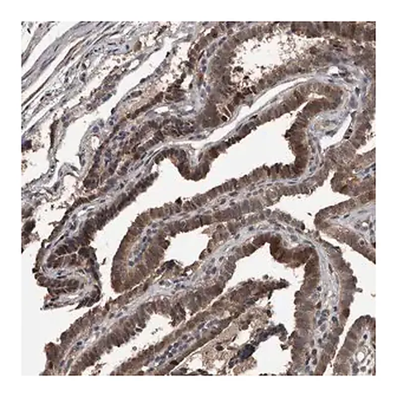 Merck Anti-FSBP antibody produced in rabbit