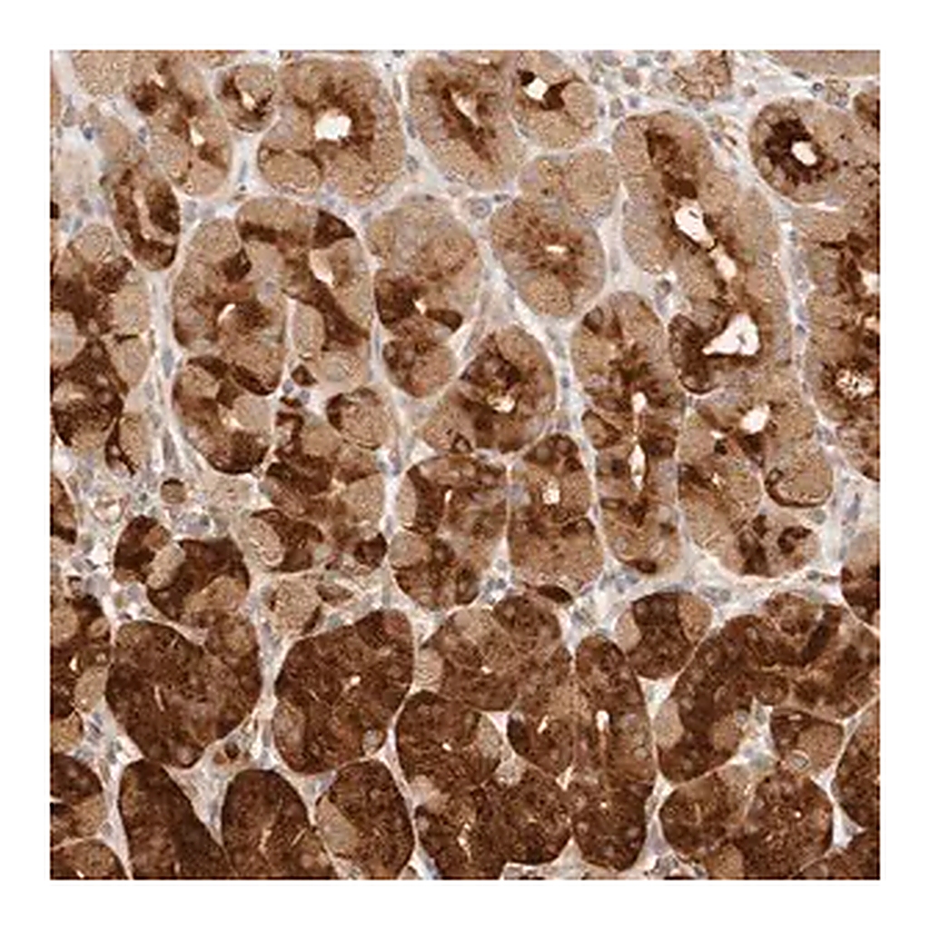Merck Anti-INTS11 antibody produced in rabbit
