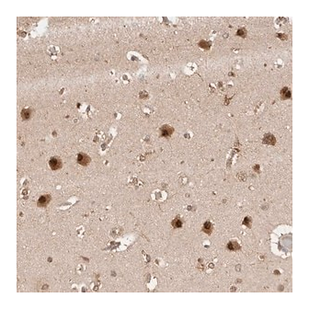 Merck Anti-PSMA5 antibody produced in rabbit