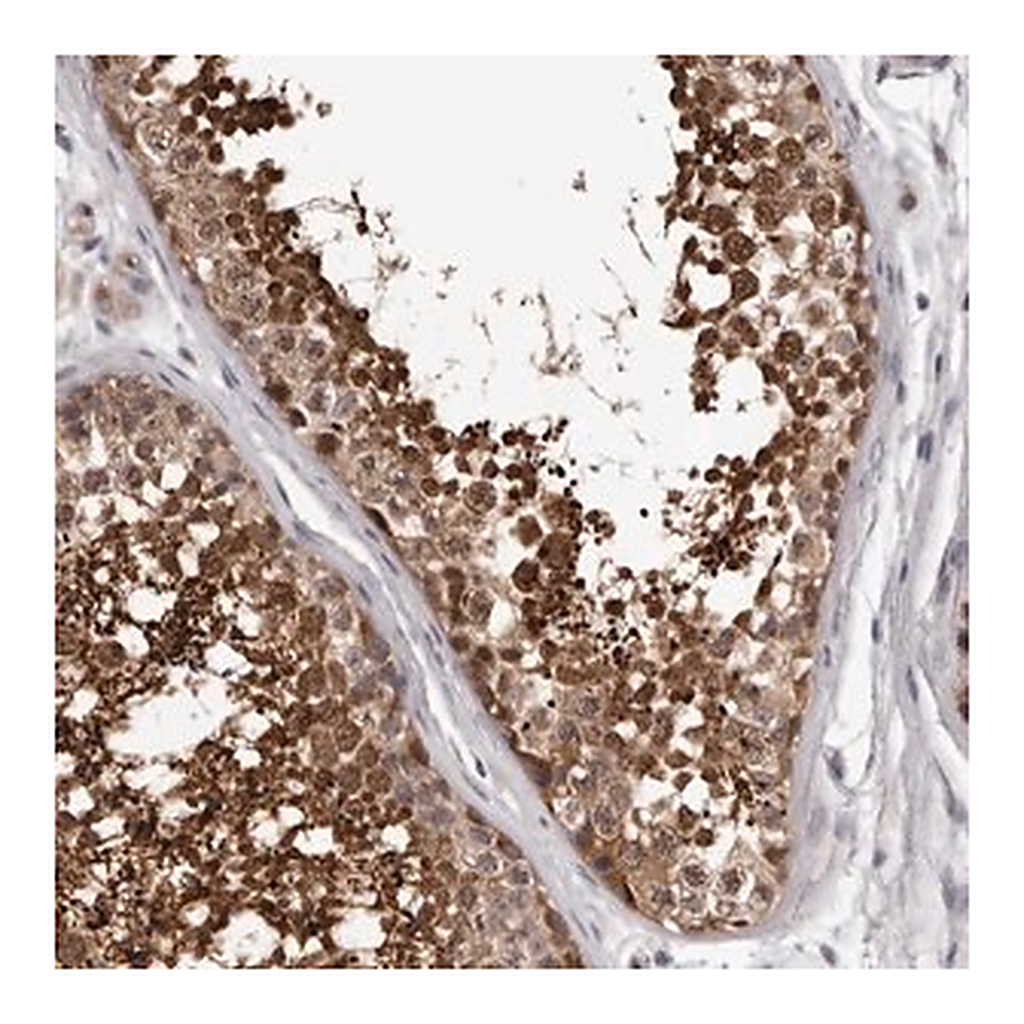 Merck Anti-MED8 antibody produced in rabbit