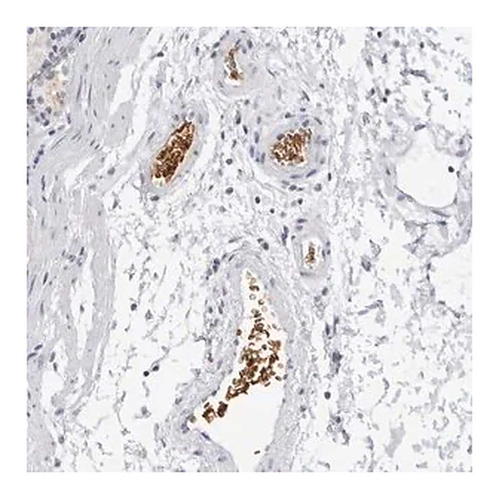 Merck Anti-EPB41 antibody produced in rabbit