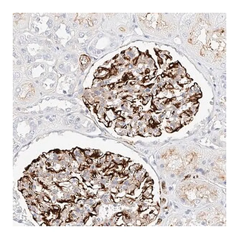Merck Anti-CDCP2 antibody produced in rabbit