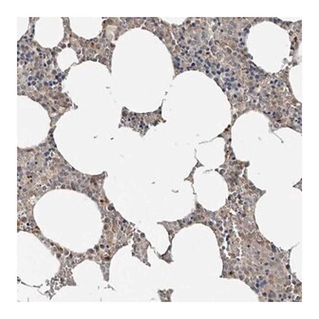 Merck Anti-YOD1 antibody produced in rabbit