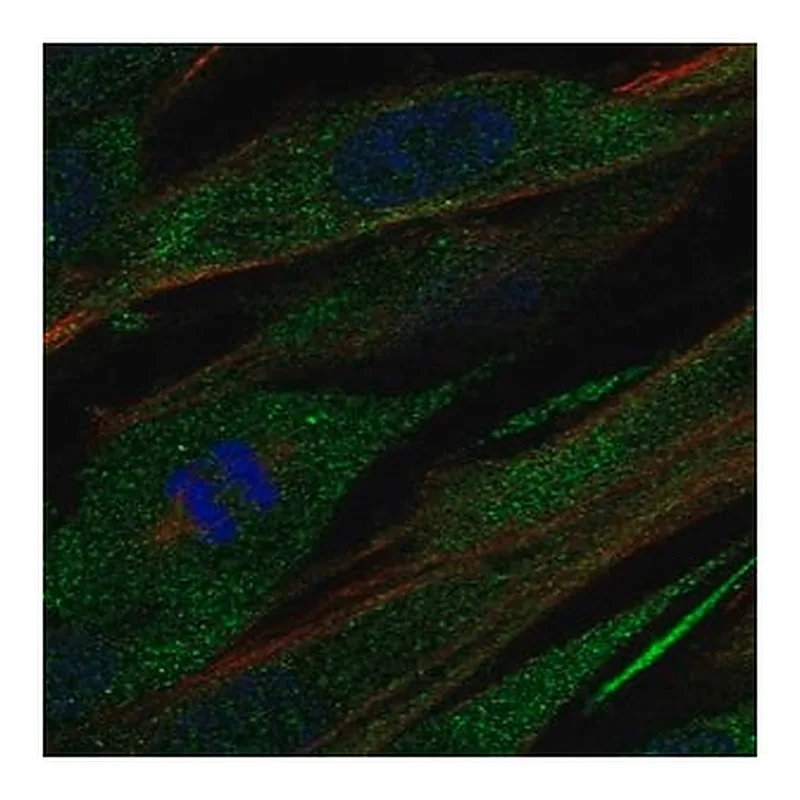 Merck Anti-COL21A1 antibody produced in rabbit
