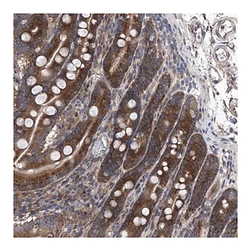 Merck Anti-KTI12 antibody produced in rabbit