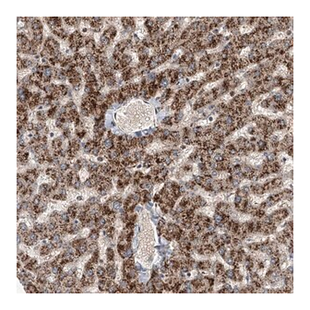 Merck Anti-FARP2 antibody produced in rabbit
