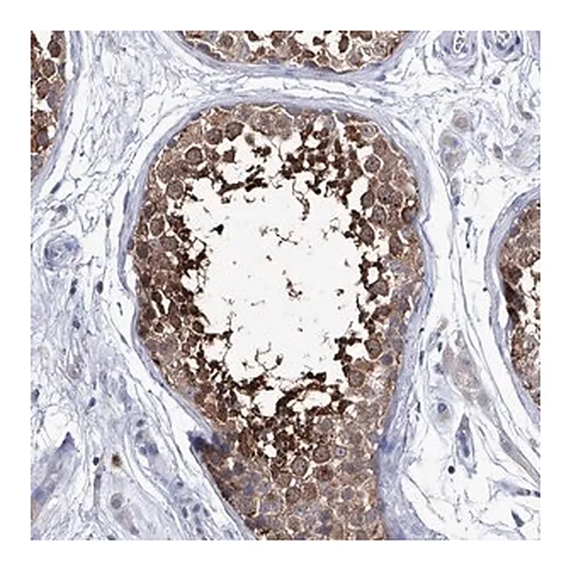 Merck Anti-KLHL17 antibody produced in rabbit