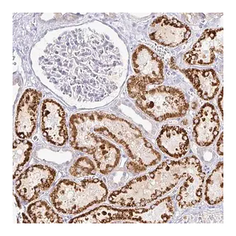 Merck Anti-PKHD1 antibody produced in rabbit