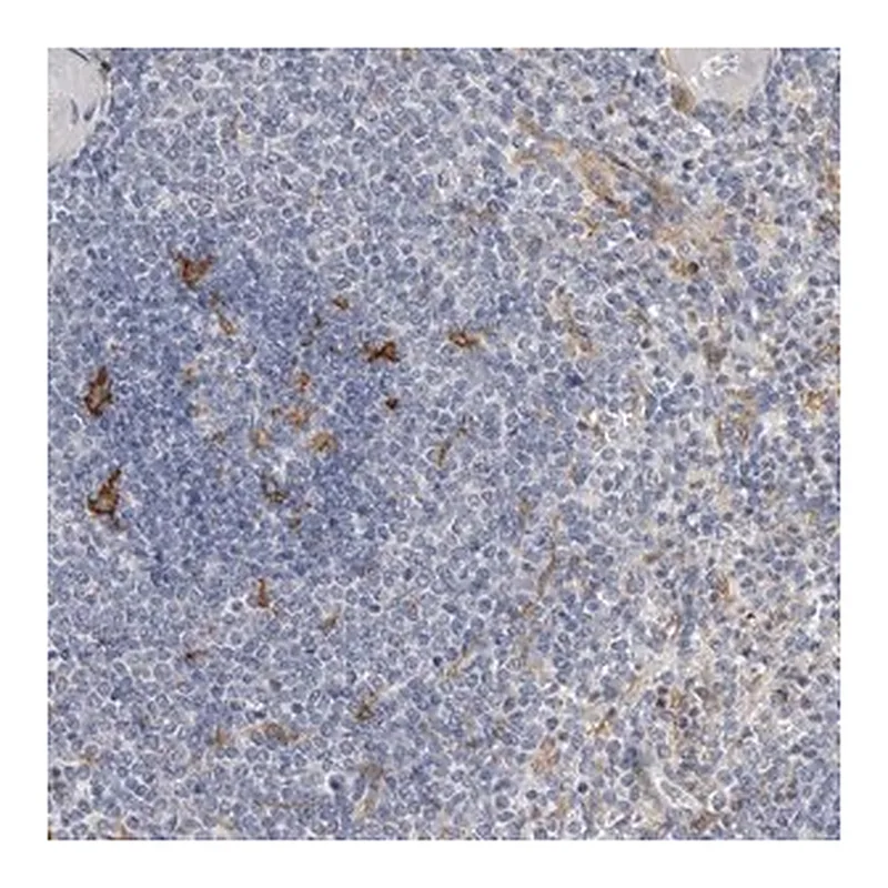 Merck Anti-ITGAD antibody produced in rabbit