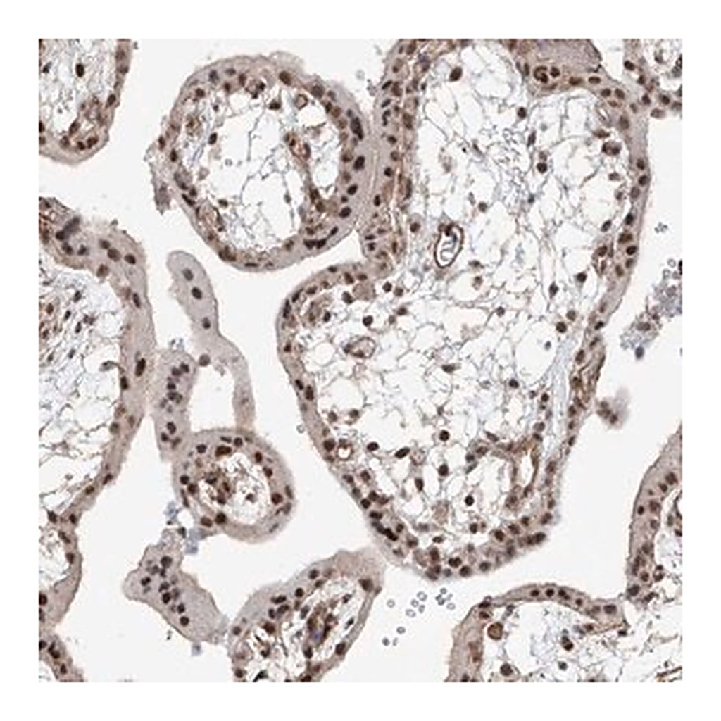 Merck Anti-SDE2 antibody produced in rabbit