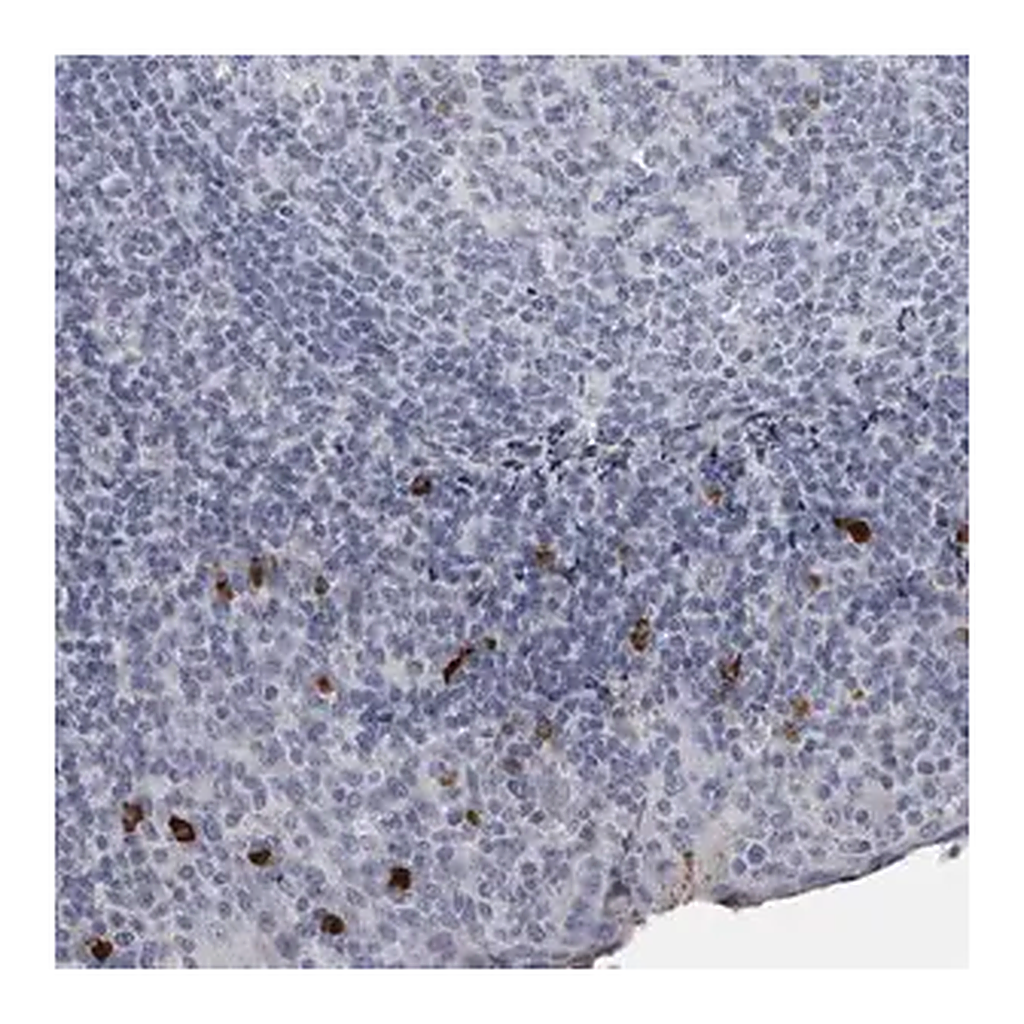 Merck Anti-SLC25A39 antibody produced in rabbit