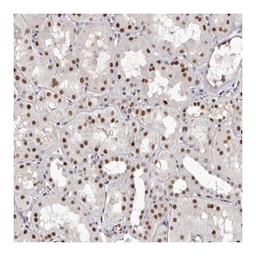 Merck Anti-ZNF326 antibody produced in rabbit