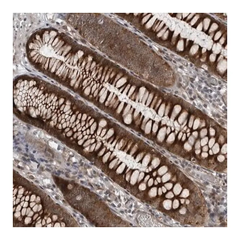 Merck Anti-FAM102B antibody produced in rabbit