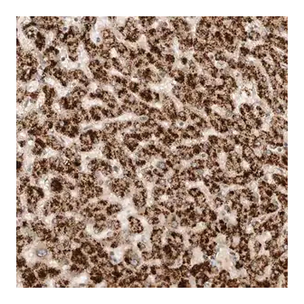 Merck Anti-DMBX1 antibody produced in rabbit