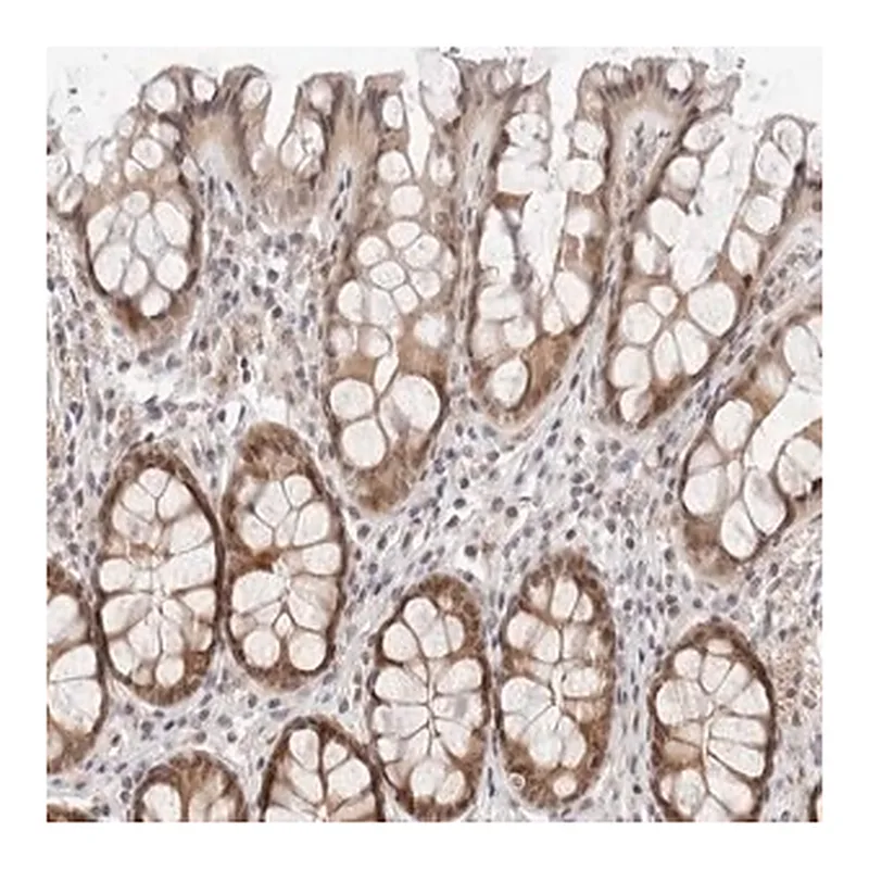 Merck Anti-ITGB3BP antibody produced in rabbit