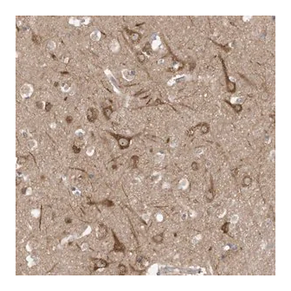 Merck Anti-USE1 antibody produced in rabbit