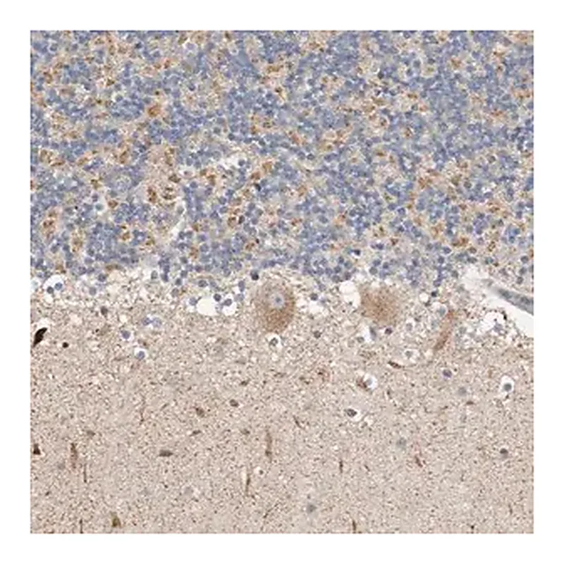 Merck Anti-KIF26B antibody produced in rabbit