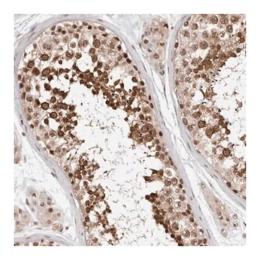 Merck Anti-SDE2 antibody produced in rabbit