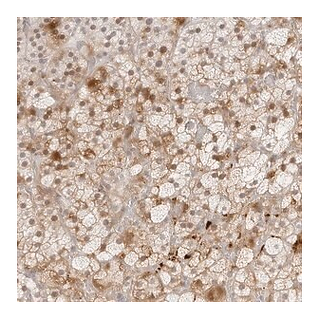 Merck Anti-ZNF678 antibody produced in rabbit