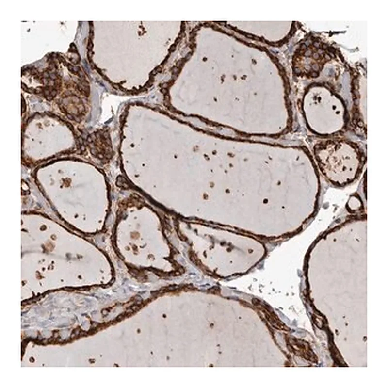 Merck Anti-OSGIN2 antibody produced in rabbit