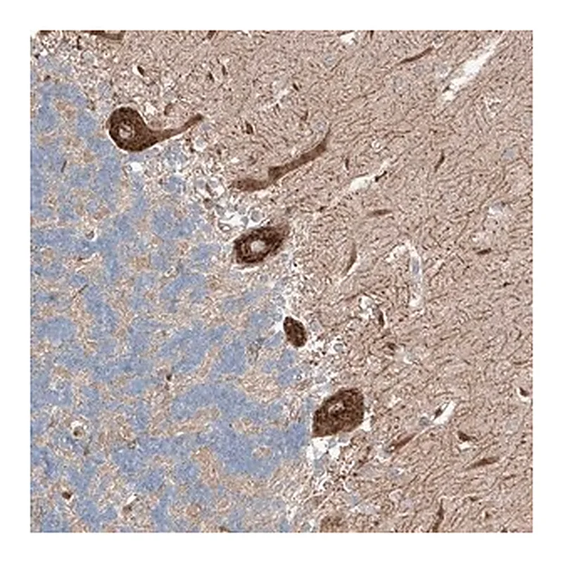 Merck Anti-RUSC1 antibody produced in rabbit