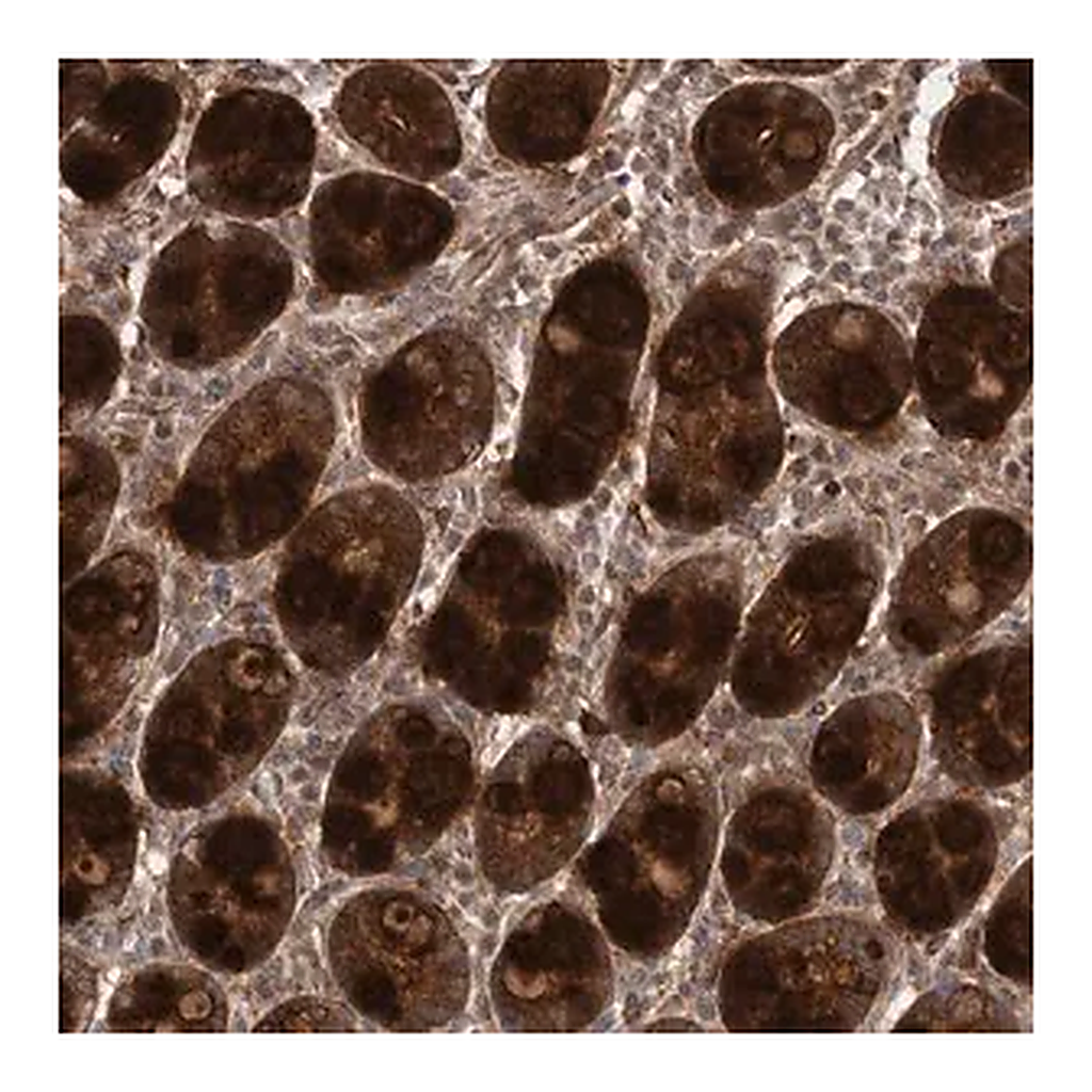 Merck Anti-FLAD1 antibody produced in rabbit