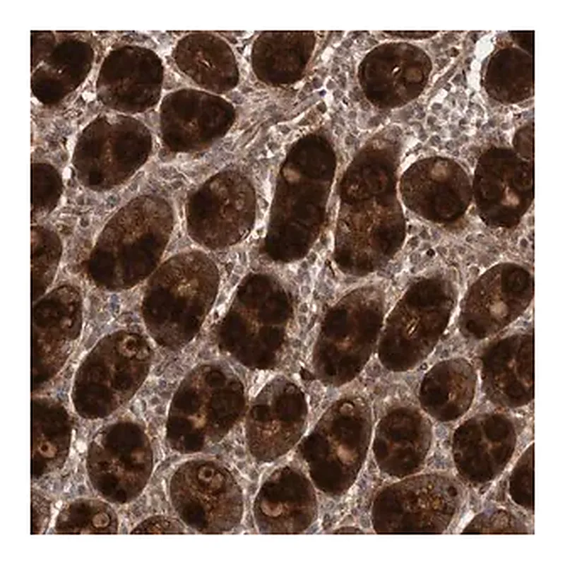 Merck Anti-FLAD1 antibody produced in rabbit