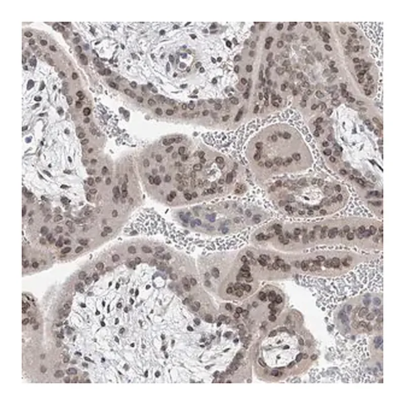 Merck Anti-KRTAP25-1 antibody produced in rabbit