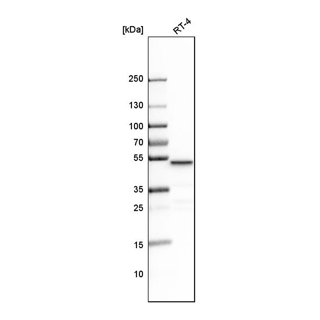 Merck Anti-LCOR antibody produced in rabbit
