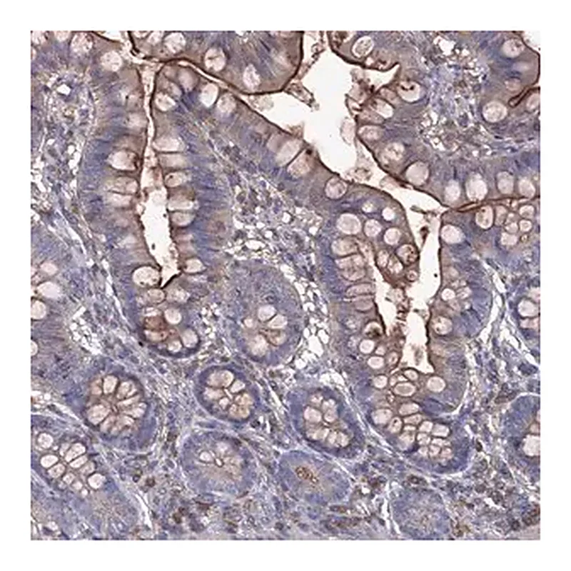 Merck Anti-EPHA8 antibody produced in rabbit