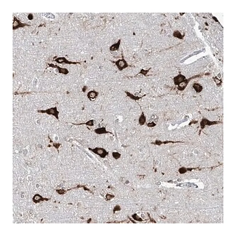 Merck Anti-FAM83B antibody produced in rabbit