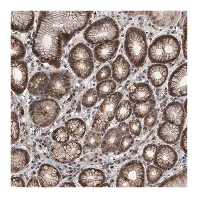 Merck Anti-PELO antibody produced in rabbit
