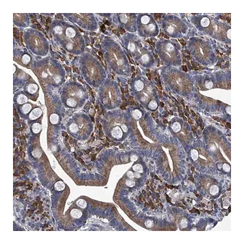 Merck Anti-ABCG1 antibody produced in rabbit