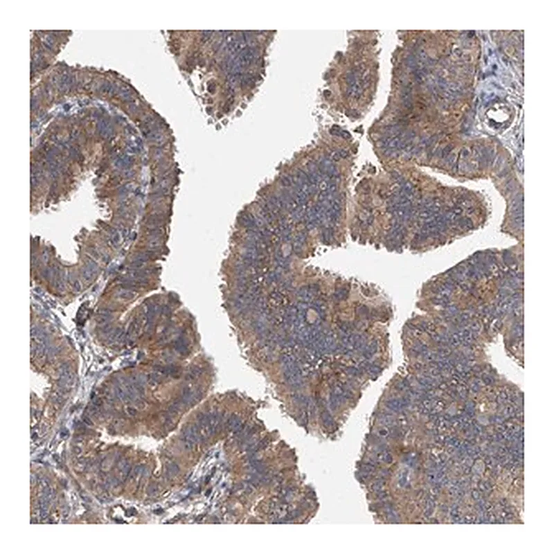 Merck Anti-EXOC4 antibody produced in rabbit