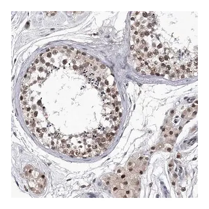 Merck Anti-KIAA1429 antibody produced in rabbit