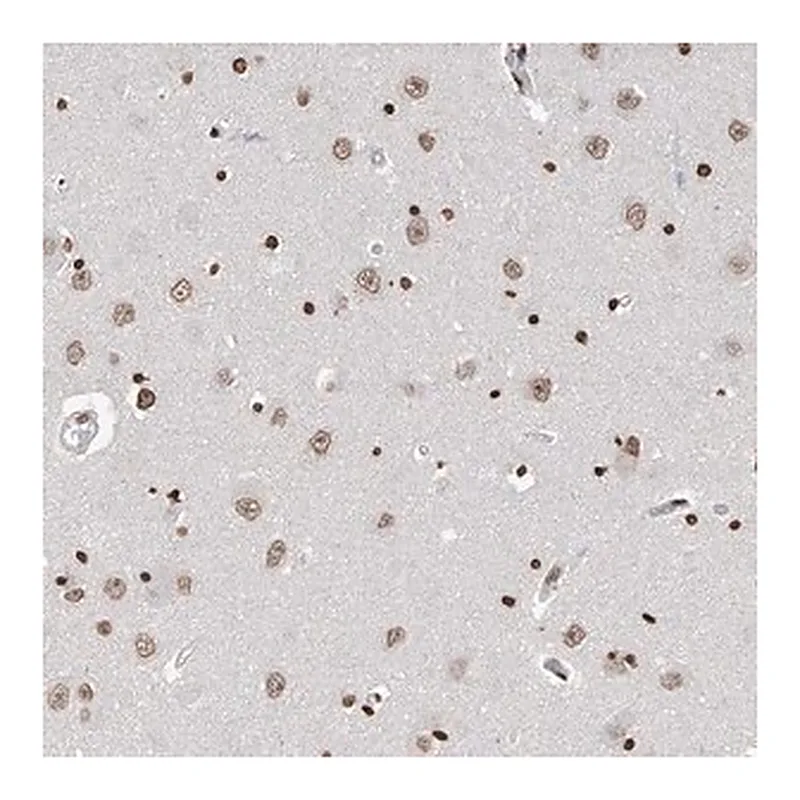 Merck Anti-RP9 antibody produced in rabbit