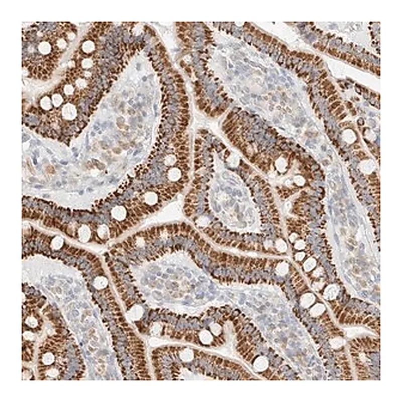 Merck Anti-CXorf58 antibody produced in rabbit