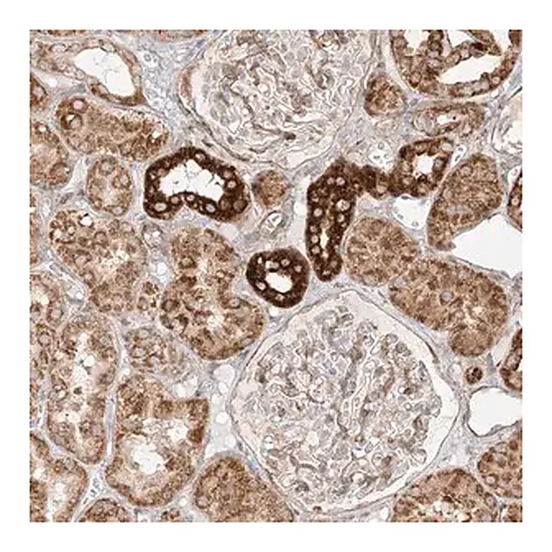 Merck Anti-MTX2 antibody produced in rabbit