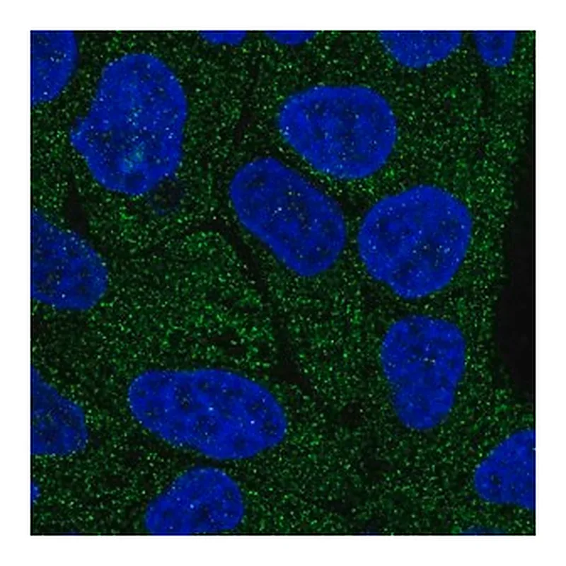 Merck Anti-LRRC1 antibody produced in rabbit