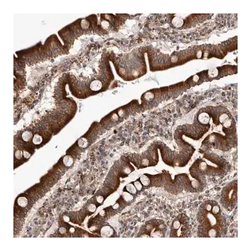 Merck Anti-C4orf3 antibody produced in rabbit