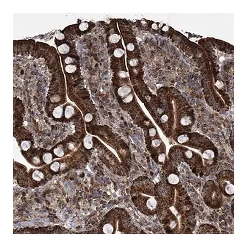 Merck Anti-STRADA antibody produced in rabbit