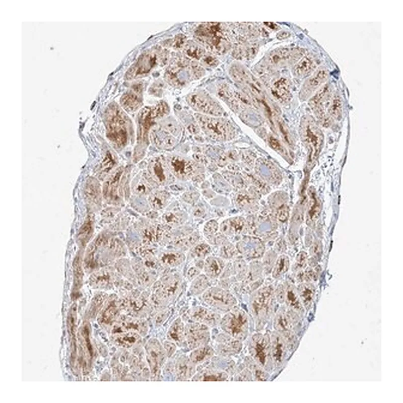Merck Anti-MTX2 antibody produced in rabbit