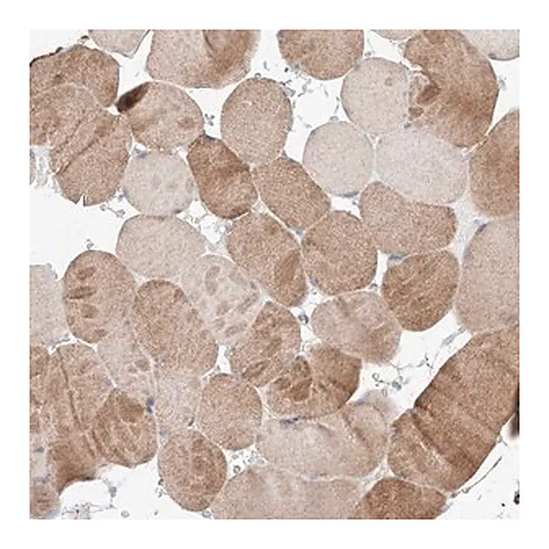 Merck Anti-FASTK antibody produced in rabbit
